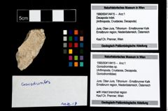 Foto (Objekt + Etikett) von Goniodromites sp.  (NHMW-GEO-1990-0041-4415)